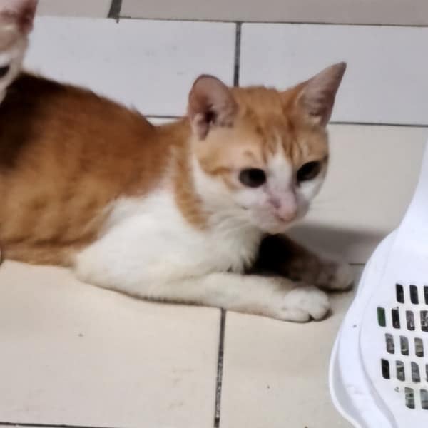 【急尋】混種貓 - 新北市新店區黎明路 (黃白色)