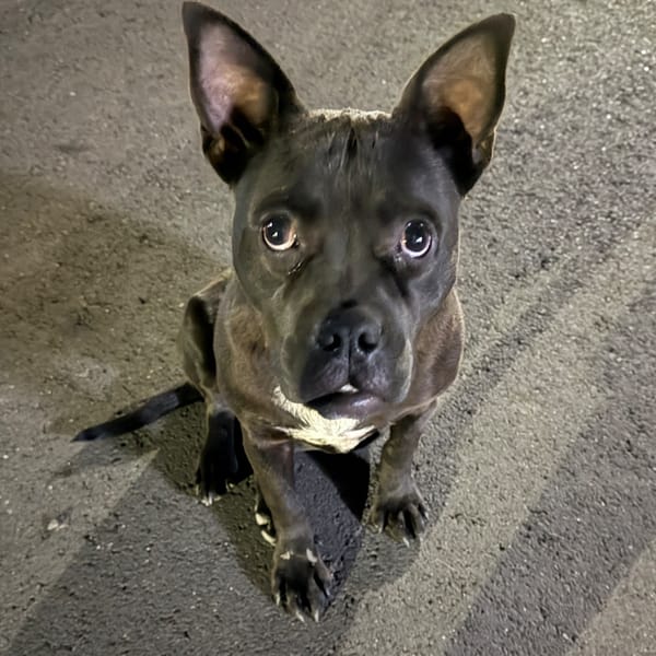 【急尋】混種犬 - 彰化縣彰化市東芳里永芳路449巷 (黑白)