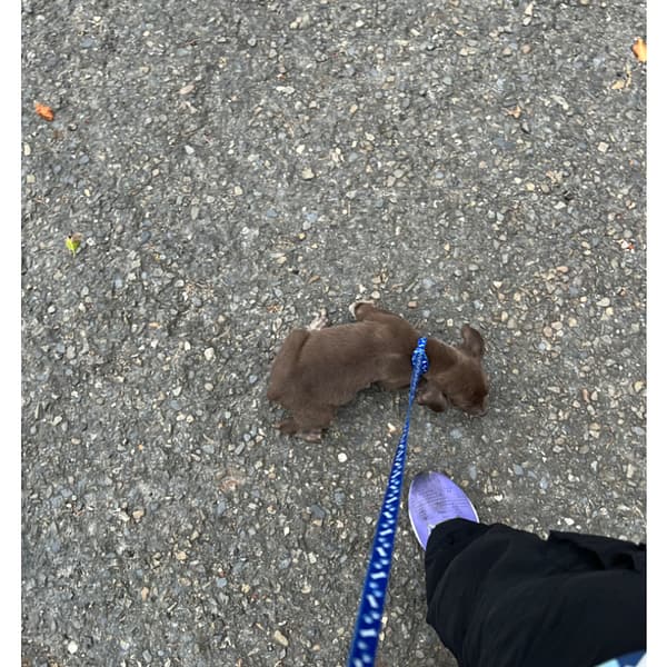 【急尋】混種犬 - 彰化縣芬園鄉彰南路一段498號 (偏咖啡色)