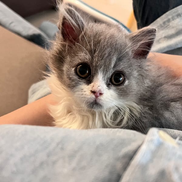 【急尋】英國長毛貓 - 新北市永和區仁愛路268號3樓 (藍白色)