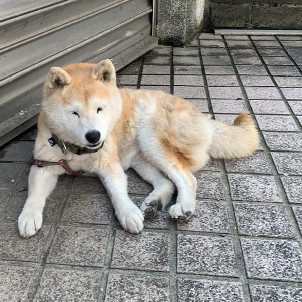 【急尋】柴犬 - 臺中市東區東區十全街127號 (棕黃色)