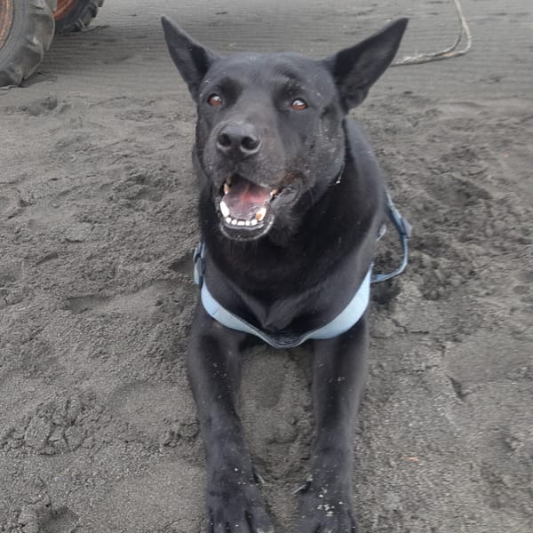 【急尋】混種犬 - 宜蘭縣頭城鎮港口里 濱海路一段276號 (黑色)