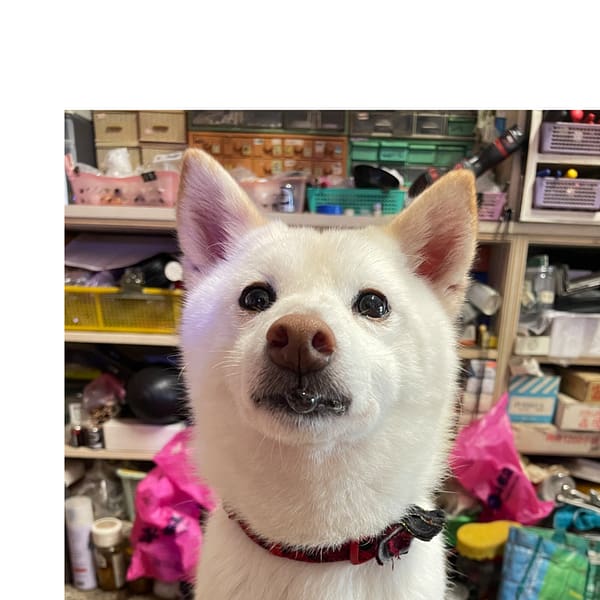 【急尋】柴犬 - 新竹縣五峰鄉天景露營區（觀景區） (偏米色的白柴)