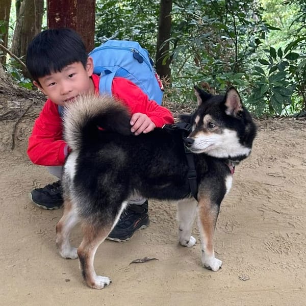 【急尋】柴犬 - 臺南市永康區永康seven復康門市(忠孝路429巷15弄6號) (黑色)