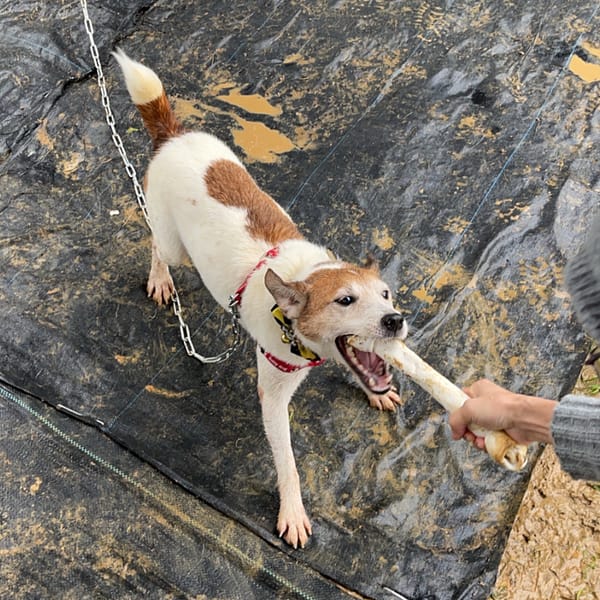 【急尋】混種犬 - 桃園市龍潭區中原路3段195巷巷口 (白色有土黃色點點)