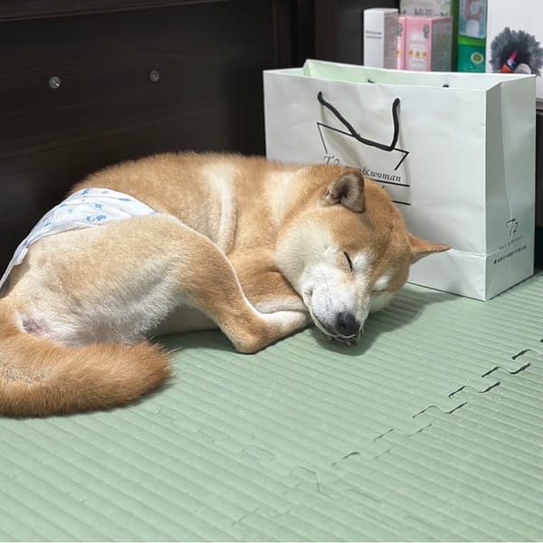 【急尋】柴犬 - 桃園市平鎮區賦梅路635巷 (黃白色 柴犬)