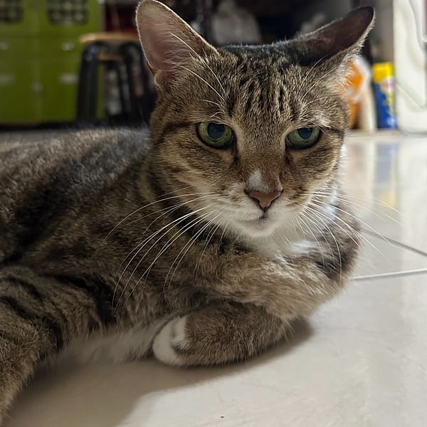 【急尋】混種貓 - 臺北市內湖區成功路三段187巷3弄 (虎斑米克斯)