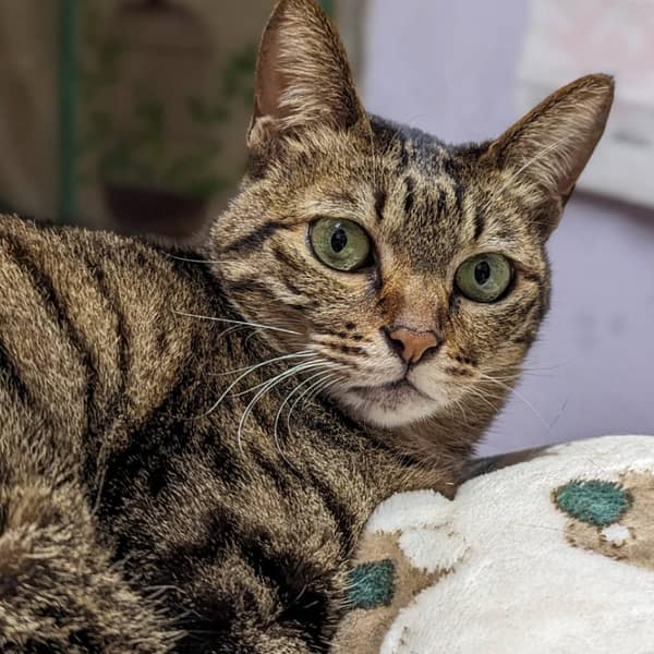 【急尋】混種貓 - 臺北市文山區興隆路一段181巷10號 (虎斑)