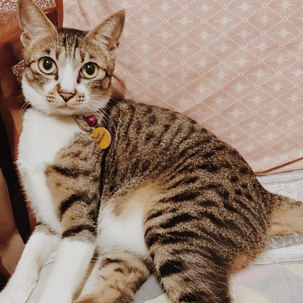 【急尋】混種貓 - 雲林縣大埤鄉興安村101之7號 (虎斑黑白)