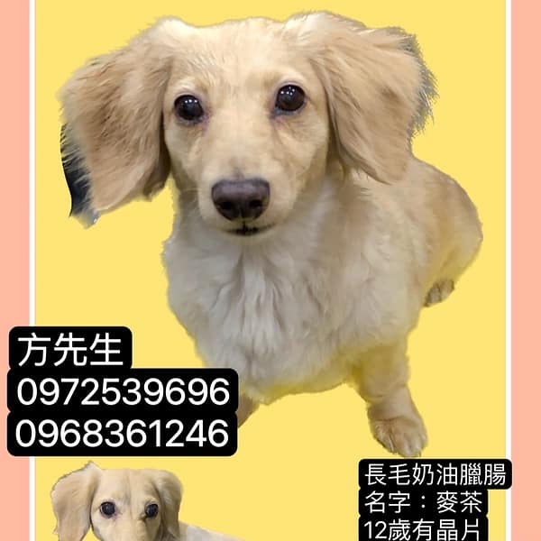 【急尋】臘腸犬 - 嘉義縣東石鄉塭港村52-22號 (黃色)