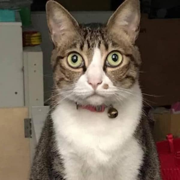 【急尋】混種貓 - 新北市新莊區新樹路448號4樓 (虎斑條紋白底)