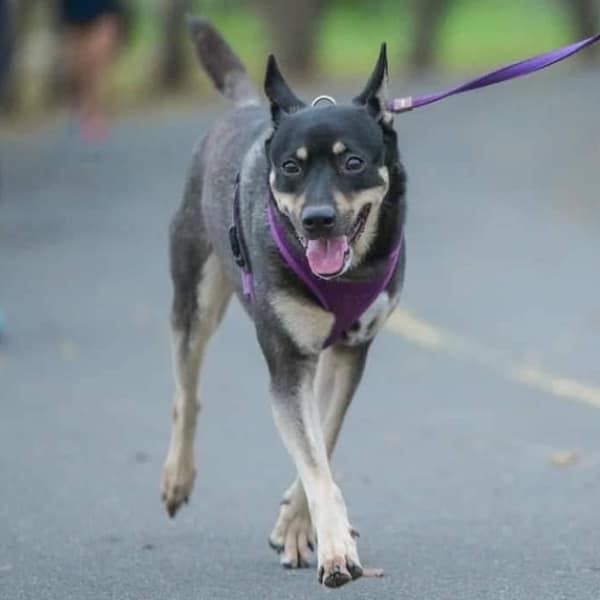 【急尋】混種犬 - 新北市五股區水碓路2號 (黑色、身體白色)