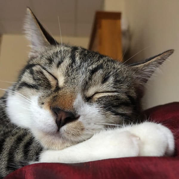 【急尋】混種貓 - 臺中市霧峰區自強路56號 (白底黑虎斑)