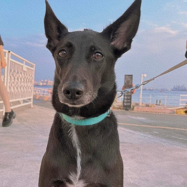 【急尋】混種犬 - 高雄市三民區建工路471號-820號 (黑)