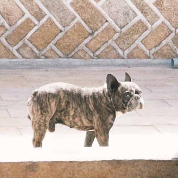 【急尋】法國鬥牛犬 - 金門縣金湖鎮溪湖里下湖 (虎斑)