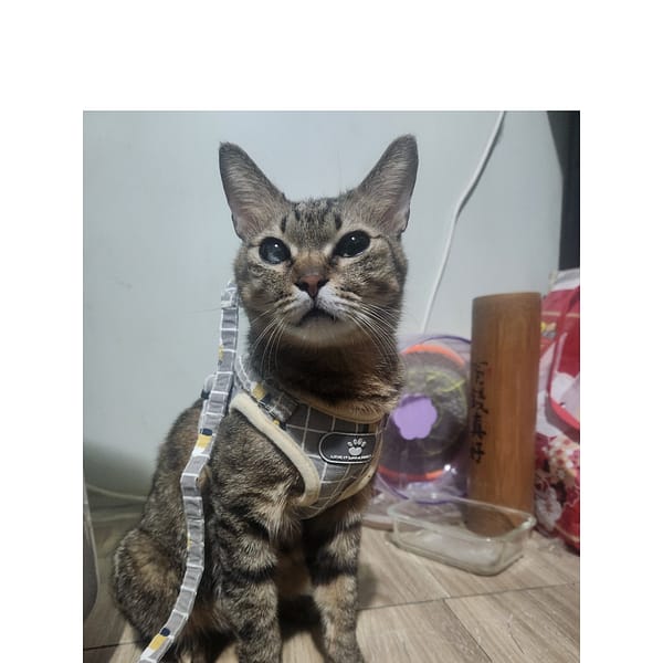 【急尋】混種貓 - 雲林縣斗六市嘉安五街89號 (全虎斑)