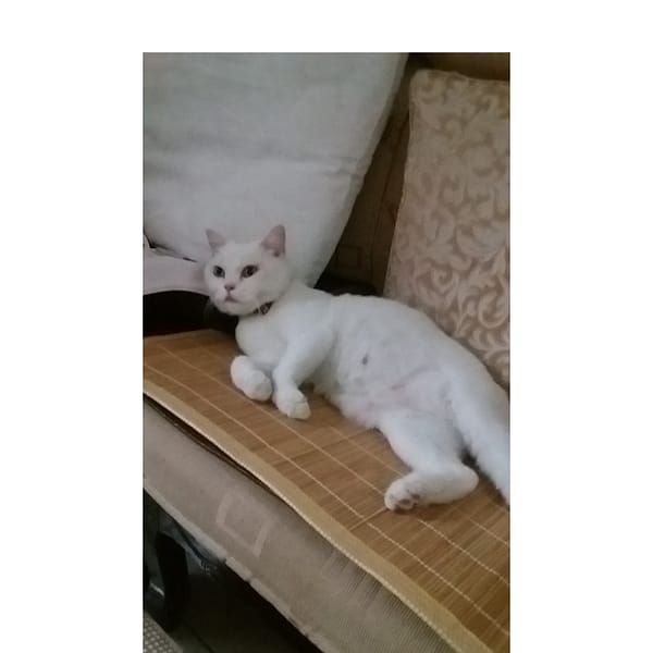 【急尋】混種貓 - 桃園市中壢區中山東路三段145巷仁美公園 (白色)