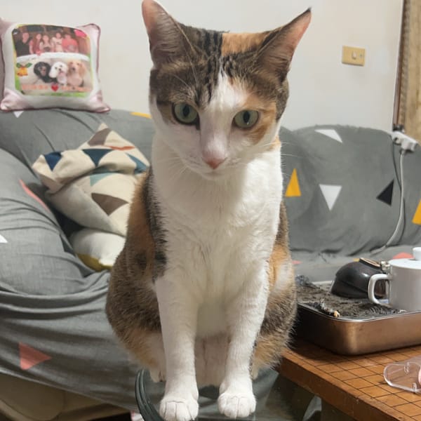 【急尋】混種貓 - 臺南市歸仁區成功六街38巷10號 (三花（咖啡、黑、橘、白）)