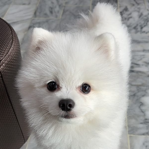 【急尋】博美犬 - 桃園市桃園區復興路35號 (白色)