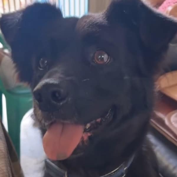 【急尋】混種犬 - 苗栗縣苗栗市勝利里11鄰水澗橋7號 (黑色)