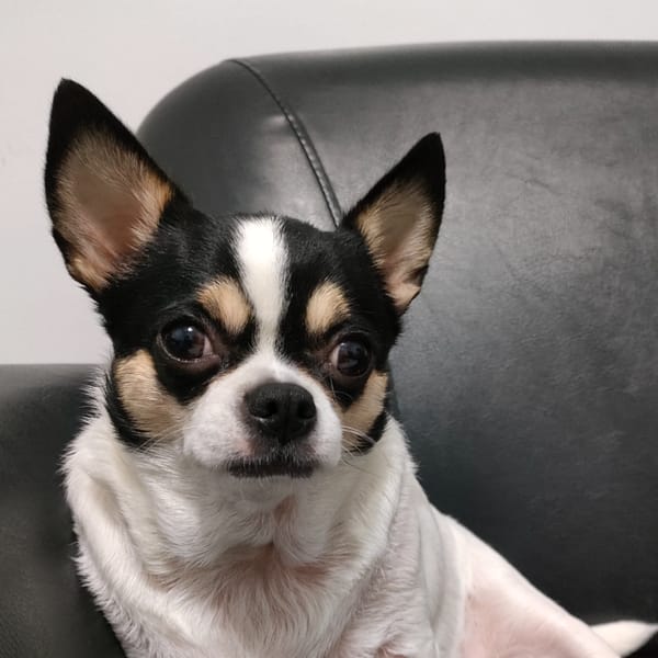 【急尋】吉娃娃犬 - 臺中市烏日區新興路256號 (白黑)