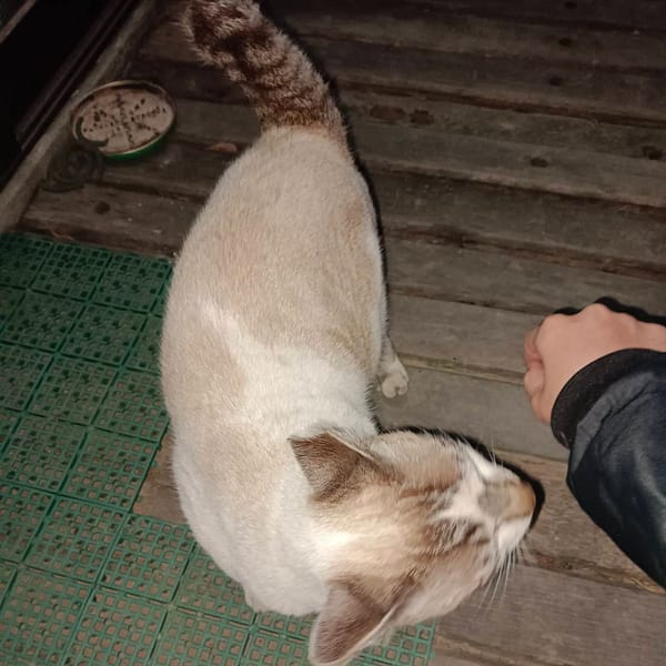 【急尋】混種貓 - 臺中市北屯區光西巷大里溪旁 (白，藍眼睛)