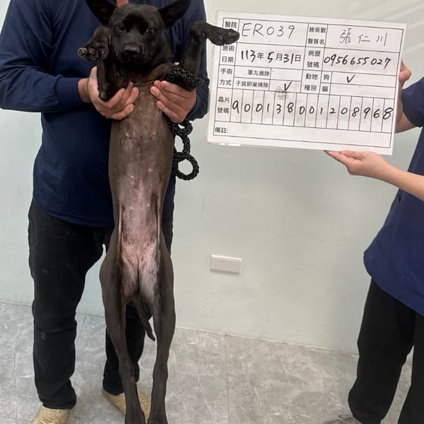 【急尋】混種犬 - 新北市土城區和平路115-9號 (黑色)