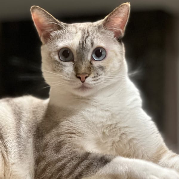 【急尋】混種貓 - 新北市中和區圓通路369巷146號 (白色，背帶黃灰色)