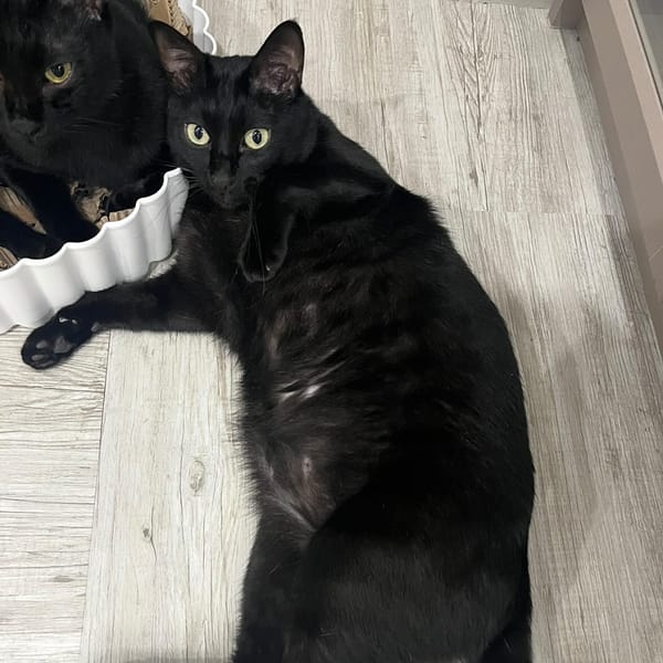 【急尋】混種貓 - 桃園市桃園區三民路一段66號(中國金典) (黑)