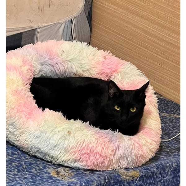 【急尋】混種貓 - 基隆市安樂區崇德路178巷 (黑)