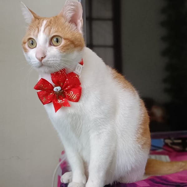 【急尋】混種貓 - 苗栗縣苗栗市光華街仁愛巷5號 (橘白色虎斑)