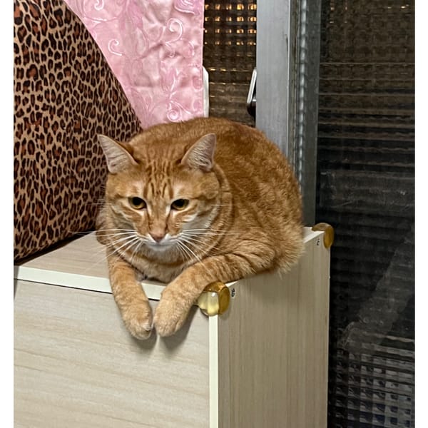 【急尋】混種貓 - 苗栗縣苗栗市大同里中山路835號 (橘色虎斑)