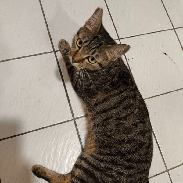 【急尋】混種貓 - 苗栗縣頭份市新興街 (黑)