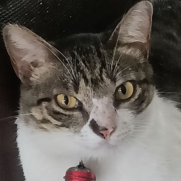 【急尋】混種貓 - 臺東縣臺東市山西路一段77號 (虎斑白)