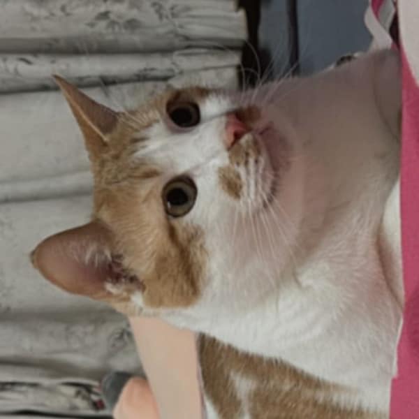 【急尋】混種貓 - 臺中市后里區舊社區 ()