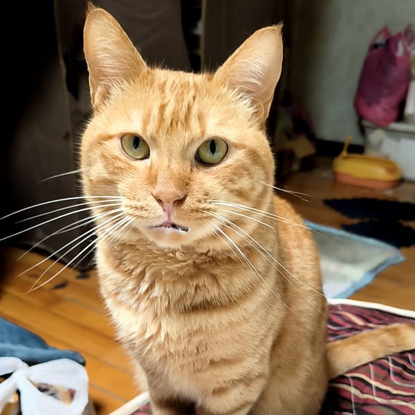 【急尋】混種貓 - 新北市新莊區中誠街82巷3號五樓 (橘色)