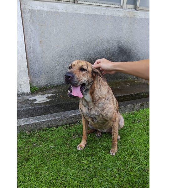 【急尋】混種犬 - 新北市土城區永豐路332巷 (虎斑、短毛)