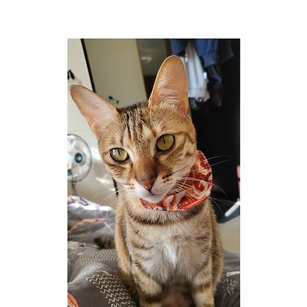 【急尋】混種貓 - 高雄市楠梓區藍昌路360巷81號9樓 (虎斑咖啡帶白！肚子是全白色尾巴有兩摺)