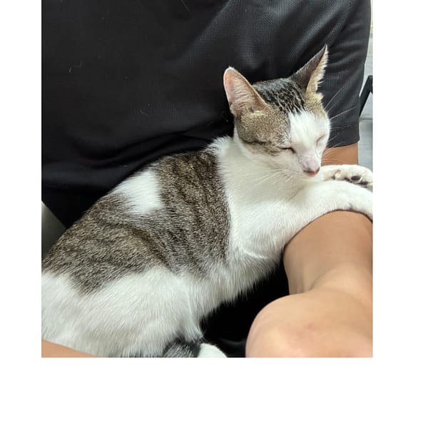 【急尋】混種貓 - 高雄市阿蓮區港後里135號 (白灰)