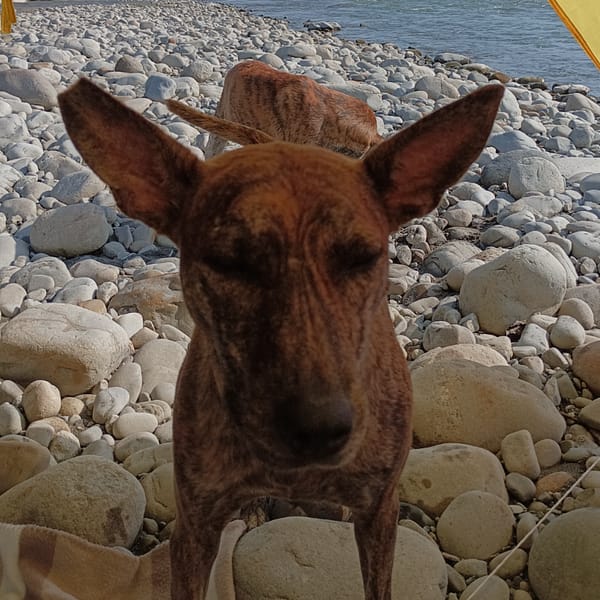 【急尋】混種犬 - 臺中市東勢區東勢大橋河邊 (虎斑)