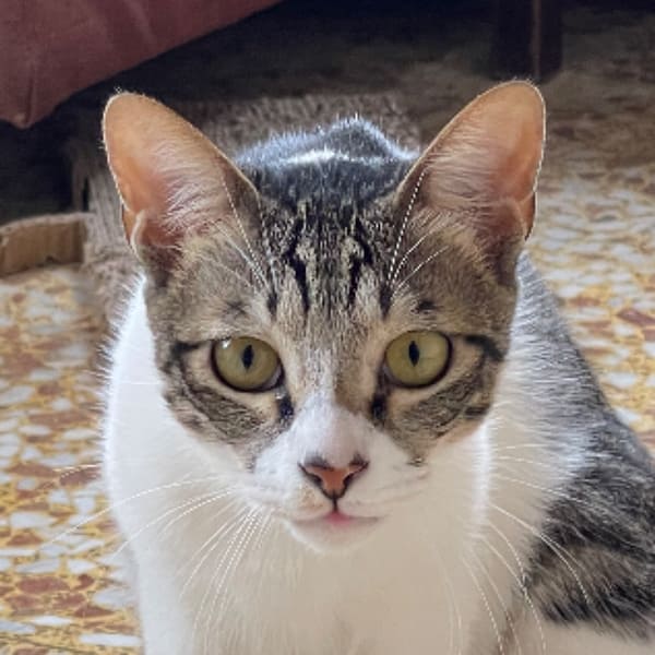 【急尋】混種貓 - 臺中市神岡區大洲路 (白虎斑 白色居多)