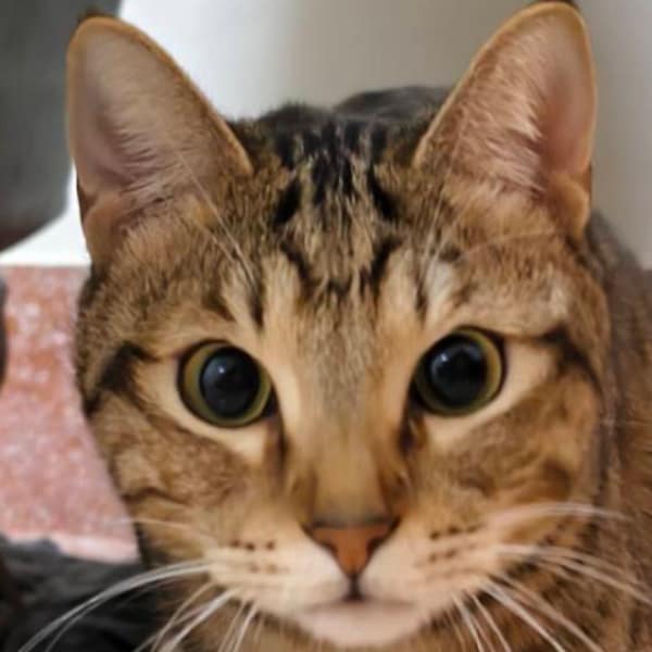 【急尋】混種貓 - 臺中市神岡區大洲路 (全身虎斑)