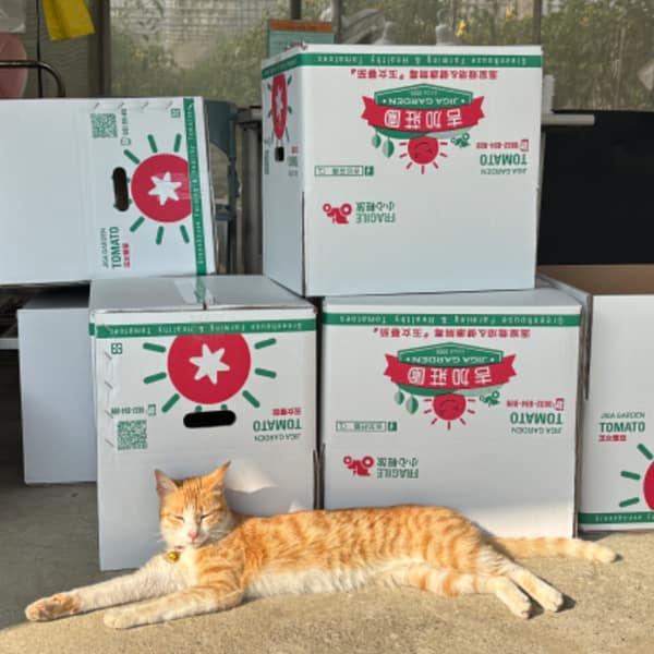 【急尋】混種貓 - 嘉義縣鹿草鄉後寮村附近～高鐵大道台37線靠近82快速道路附近 (肚子白色跟橘色相間)