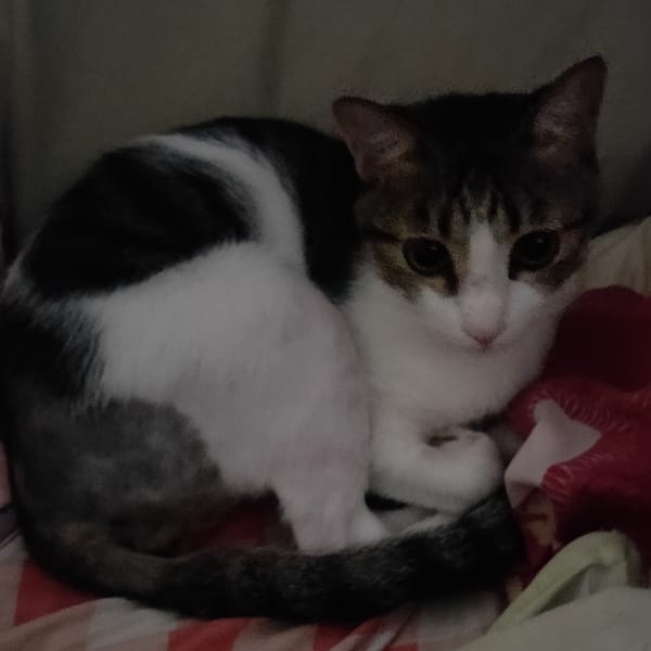 【急尋】混種貓 - 臺中市北區永興街80巷 (白虎斑)