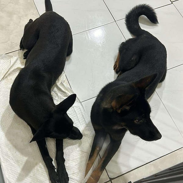 【急尋】混種犬 - 高雄市鳳山區力行路6號 (全黑色 )