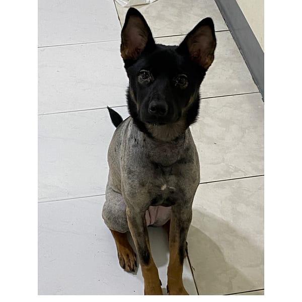 【急尋】混種犬 - 高雄市鳳山區力行路6號 (現在狗狗剃毛是德牧混種有棕色配黑色)