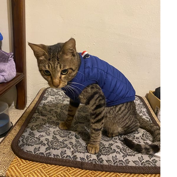 【急尋】混種貓 - 高雄市鼓山區翠華路113巷5-2號3樓 (虎斑)