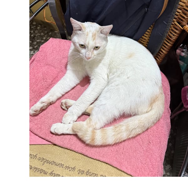 【急尋】混種貓 - 新北市中和區圓通路252巷36弄 (白色為主，伴有橘黃色條紋)