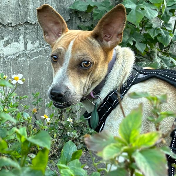 【急尋】混種犬 - 彰化縣彰化市建寶街 (白棕相間)