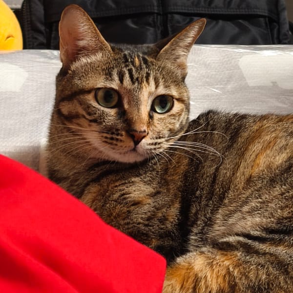 【急尋】混種貓 - 嘉義縣朴子市中興路89號 (虎斑)